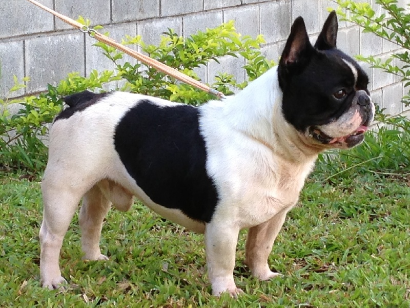Fabio-boy de la Vallée de d'Artagnan