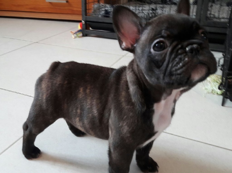 de la Vallée de d'Artagnan - Bouledogue français - Portée née le 28/07/2016