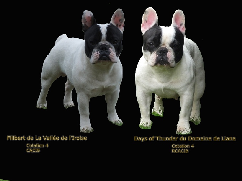 de la Vallée de d'Artagnan - Bouledogue français - Portée née le 29/12/2012