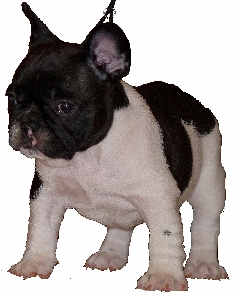 de la Vallée de d'Artagnan - Bouledogue français - Portée née le 30/09/2010